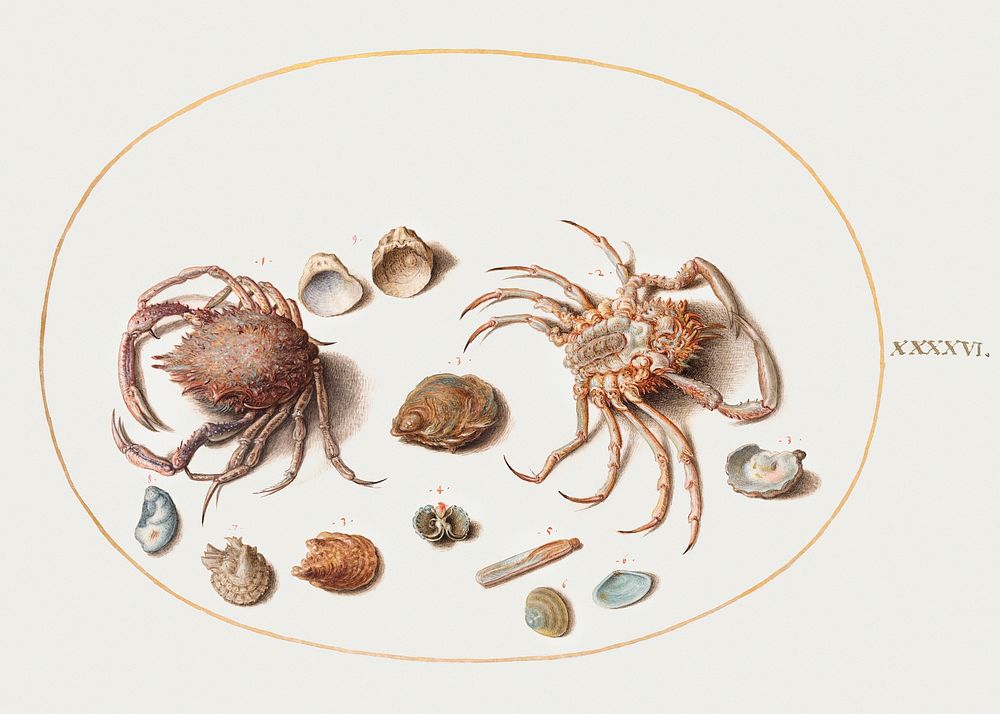 Two Crabs with Seashells (1575&ndash;1580) painting in high resolution by Joris Hoefnagel. Original from The National…