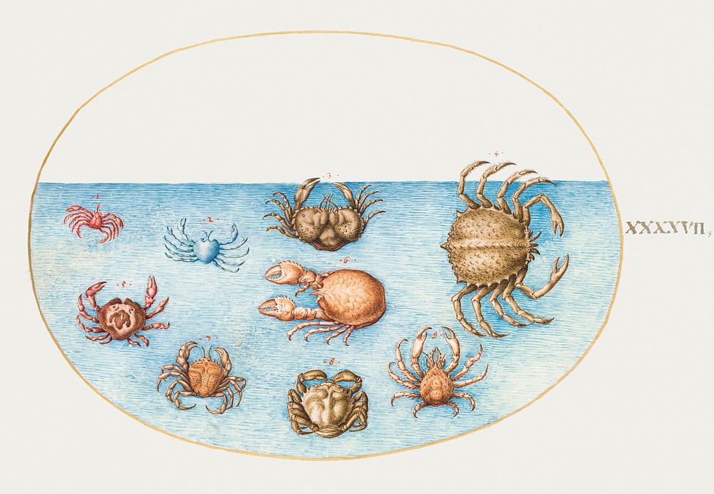 Nine Crabs (1575&ndash;1580) painting in high resolution by Joris Hoefnagel. Original from The National Gallery of Art.…