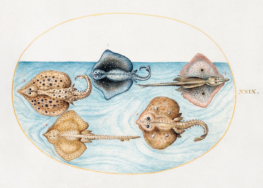 Homelyn Ray and Four Other Rays or Skates (1575&ndash;1580) painting in high resolution by Joris Hoefnagel. Original from…
