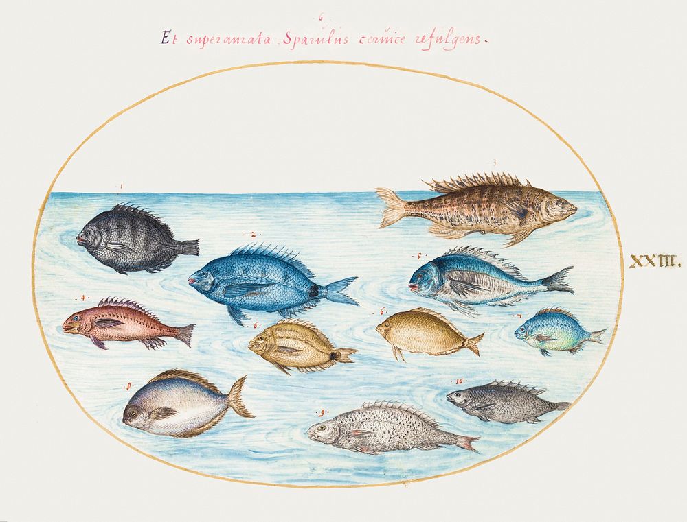 Bream and Other Fish (1575&ndash;1580) painting in high resolution by Joris Hoefnagel. Original from The National Gallery of…