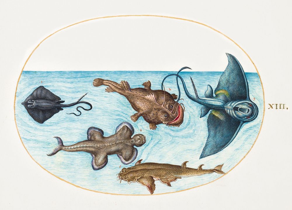 Two Stingrays, Anglerfish, Monkfish and Angel Shark (1575&ndash;1580) painting in high resolution by Joris Hoefnagel.…