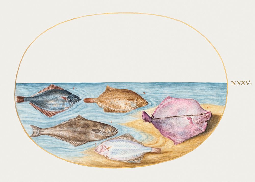 The Undersides of Turbot and Other Flat Fish (1575&ndash;1580) painting in high resolution by Joris Hoefnagel. Original from…