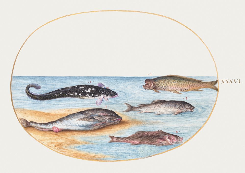 Five Fish, Including Carp (1575&ndash;1580) painting in high resolution by Joris Hoefnagel. Original from The National…