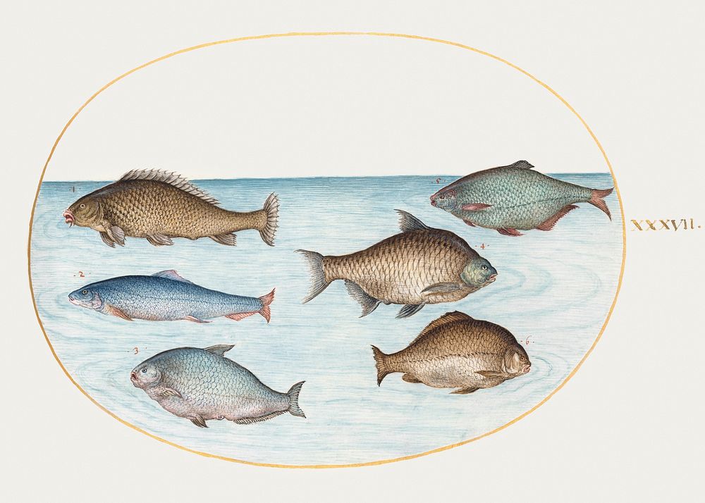 Six Fish, Including Carp (1575&ndash;1580) painting in high resolution by Joris Hoefnagel. Original from The National…