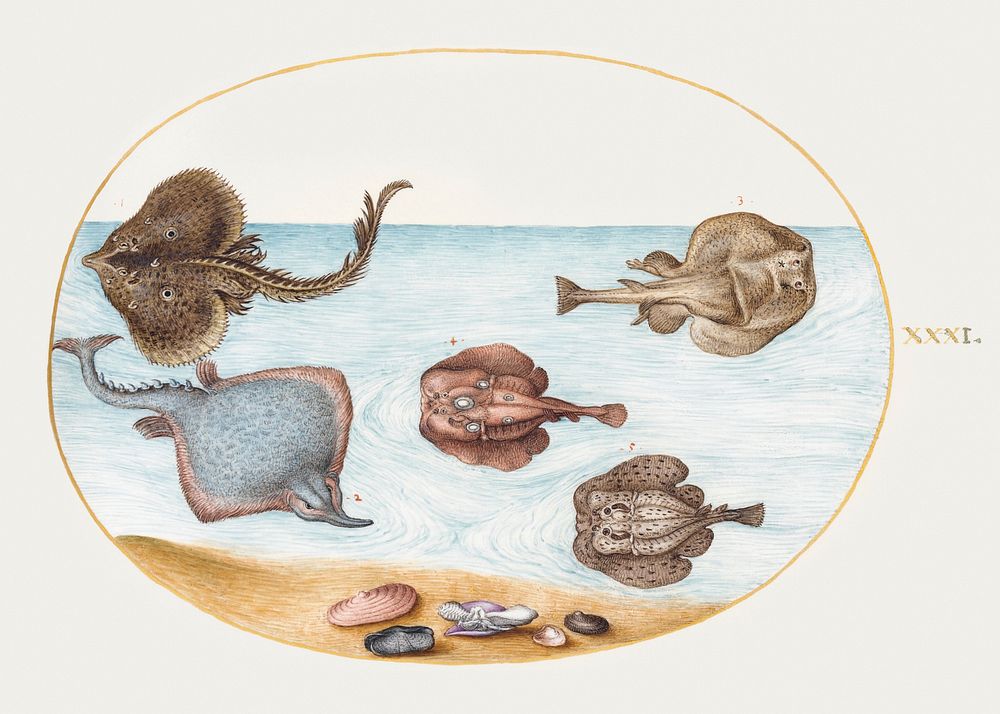 Marbled Electric Ray with Other Skates or Rays, Shells, and a Mollusk in Its Shell (1575&ndash;1580) painting in high…