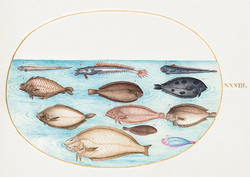 Sole and Other Flatfish with Bandfish (1575&ndash;1580) painting in high resolution by Joris Hoefnagel. Original from The…