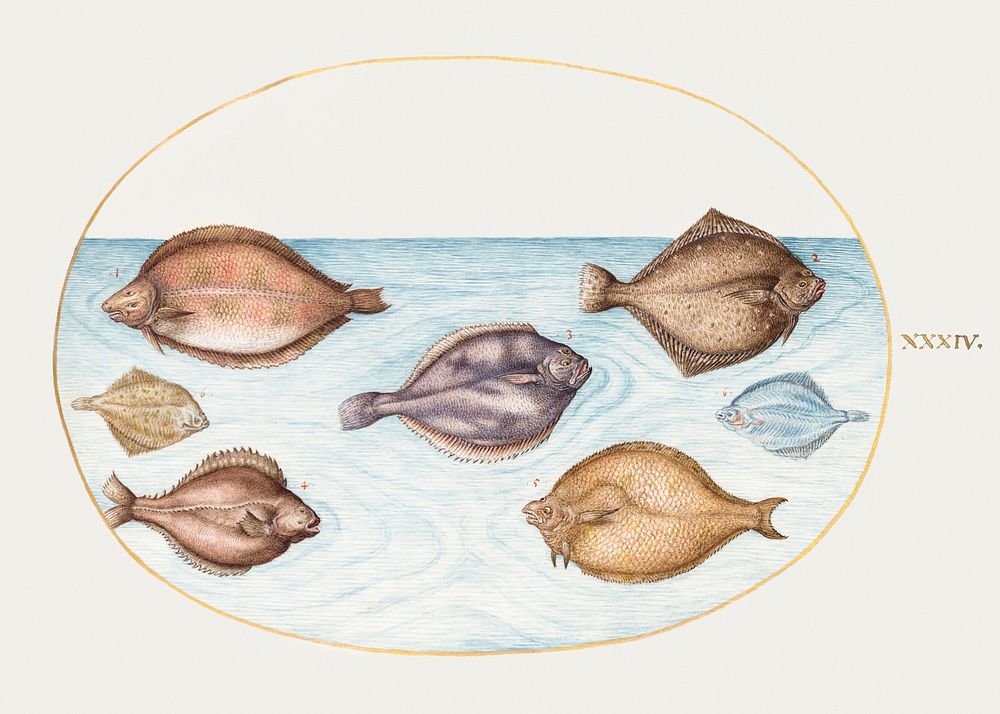 Seven Flatfish (1575&ndash;1580) painting in high resolution by Joris Hoefnagel. Original from The National Gallery of Art.…