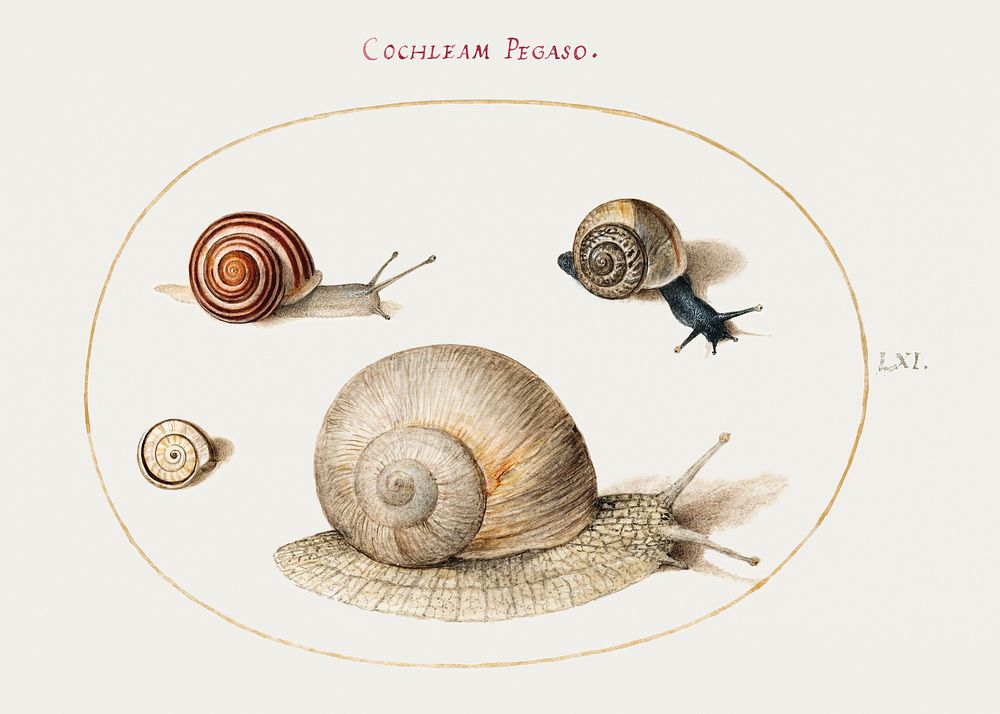 Snail Illustration Images  Free Photos, PNG Stickers, Wallpapers &  Backgrounds - rawpixel