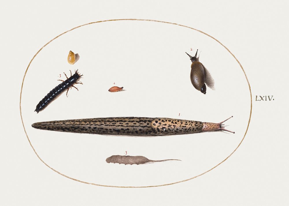 Leopard Slug, Ground Beetle Larva, Rat-tailed Maggot, and Other Creatures (1575&ndash;1580) painting in high resolution by…