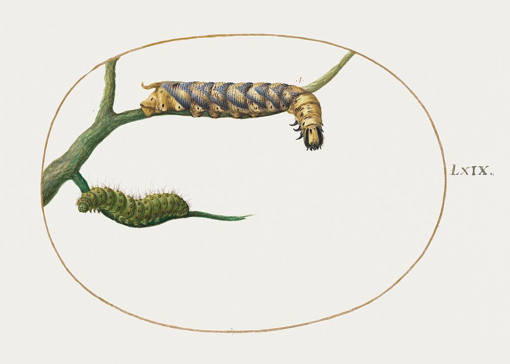 Emperor Moth Caterpillar with a Second Caterpillar on a Branch (1575&ndash;1580) painting in high resolution by Joris…