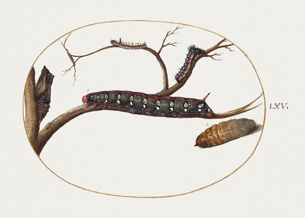 Leafy Spurge Hawkmoth Caterpillar, Pupae, and Other Caterpillars (1575&ndash;1580) painting in high resolution by Joris…