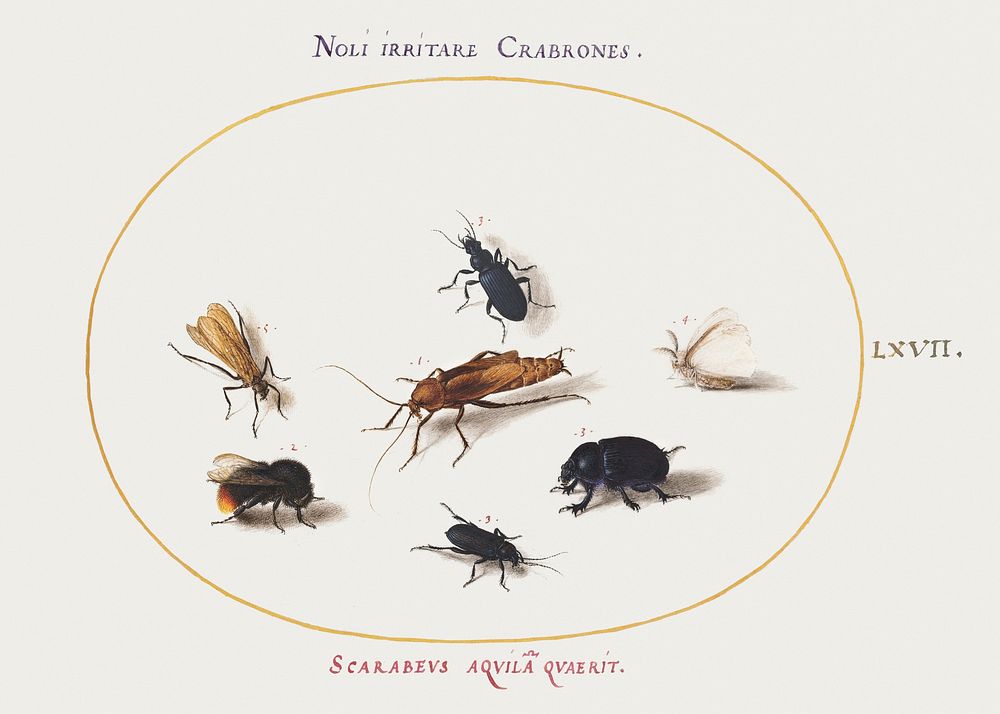 Seven Insects, Including a White Butterfly and a Bee (1575&ndash;1580) painting in high resolution by Joris Hoefnagel.…