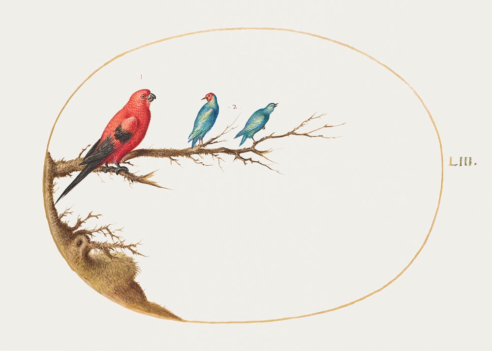 Three Brightly Colored Birds (1575&ndash;1580) painting in high resolution by Joris Hoefnagel. Original from The National…