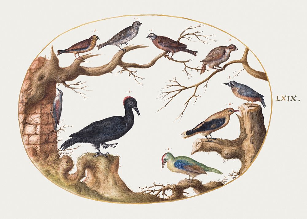 Black Woodpecker, European Green Woodpecker, Nuthatch, and Other Birds (1575&ndash;1580) by Joris Hoefnagel. Original from…