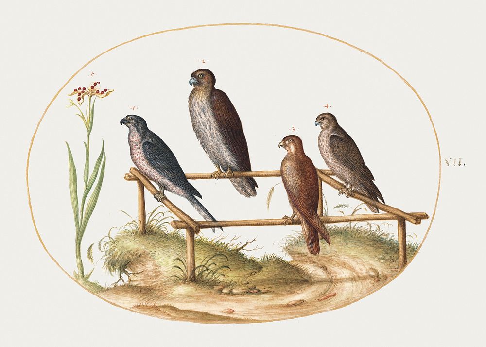 Four Birds of Prey on a Wooden Frame (1575&ndash;1580) painting in high resolution by Joris Hoefnagel. Original from The…