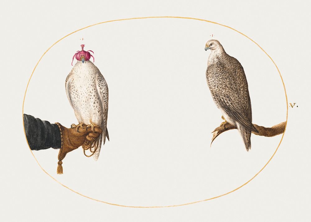 Hooded Falcon and Its Wild Counterpart (1575&ndash;1580) painting in high resolution by Joris Hoefnagel. Original from The…