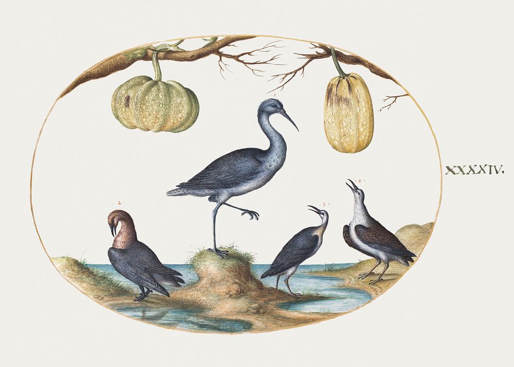 Godwit and Sandpipers with Two Gourds (1575&ndash;1580) painting in high resolution by Joris Hoefnagel. Original from The…