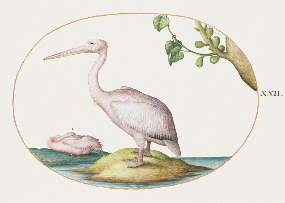 Two White Pelicans with a Sycamore Fig (1575–1580) painting in high resolution by Joris Hoefnagel. Original from The…