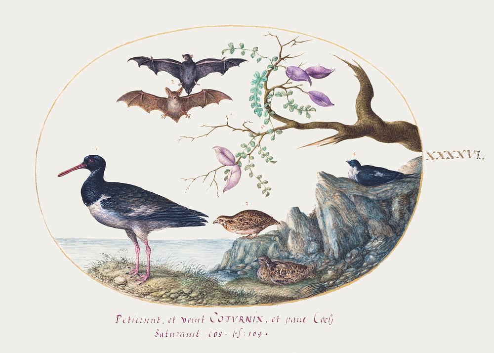 Bats, Quail, and Oystercatcher by the Water (1575&ndash;1580) painting in high resolution by Joris Hoefnagel. Original from…