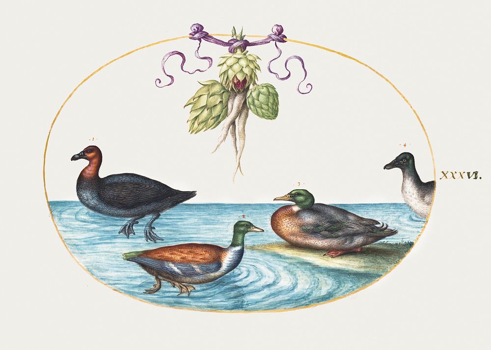 Red-Breasted Merganser, Shoveler, and Two Other Water Birds with Artichokes (1575&ndash;1580) painting in high resolution by…