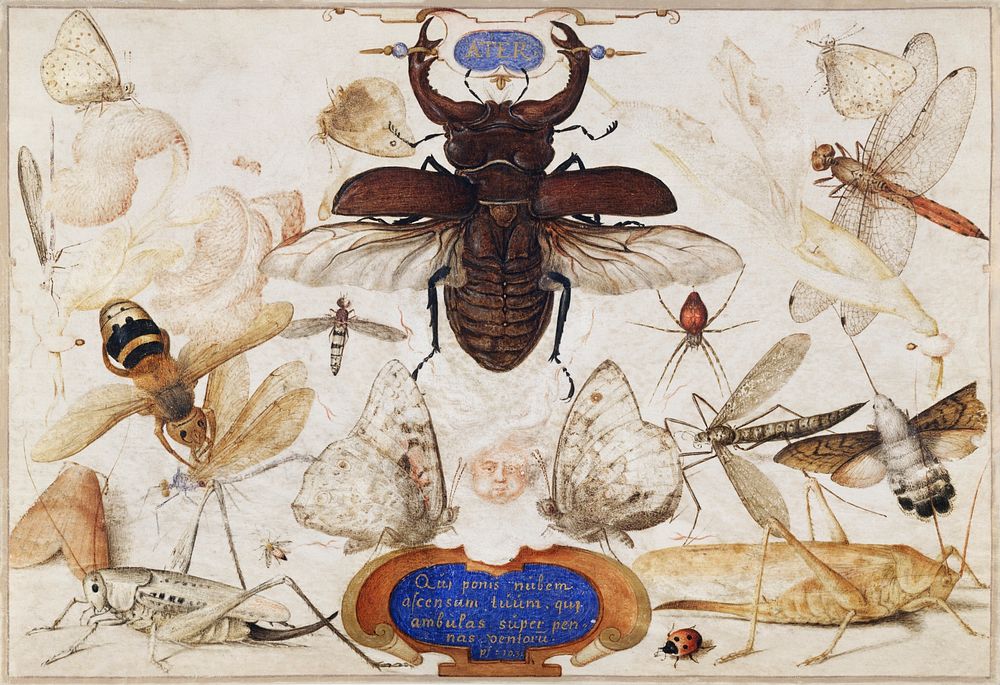 Insects and the Head of a Wind God (1590&ndash;1600) painting in high resolution by Joris Hoefnagel. Original from The MET…