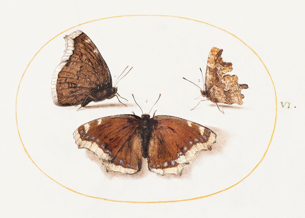 Two Views of a Mourning Cloak (Camberwell Beauty) Butterfly with a Comma Butterfly (1575&ndash;1580) painting in high…