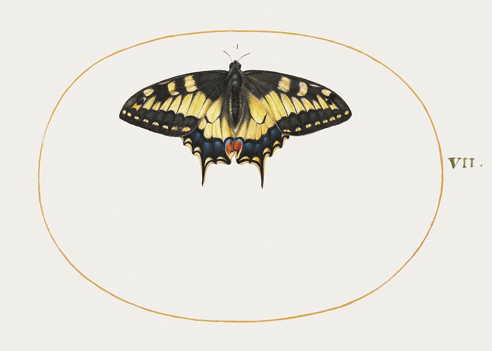 Yellow Swallowtail Butterfly (1575&ndash;1580) painting in high resolution by Joris Hoefnagel. Original from The National…