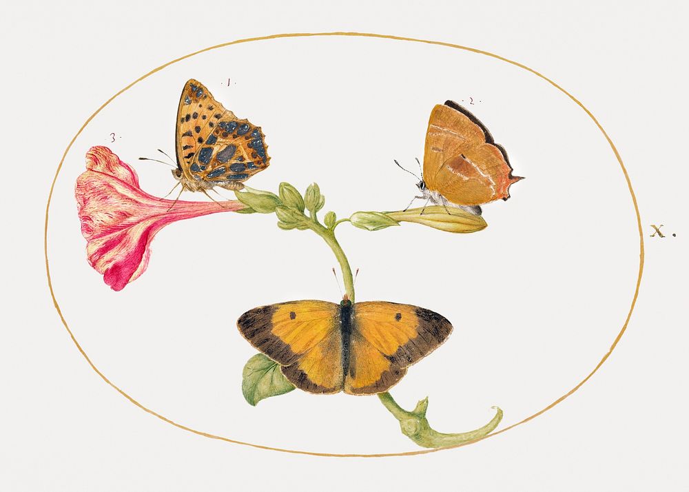 Brown Hairstreak, Silver-Washed Fritillary and Clouded Yellow Butterflies on a Four-o'-Clock Flower (1575&ndash;1580)…