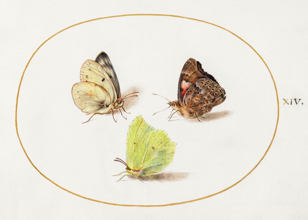 Common Brimstone, Red Admiral, and White Butterflies (1575&ndash;1580) painting in high resolution by Joris Hoefnagel.…