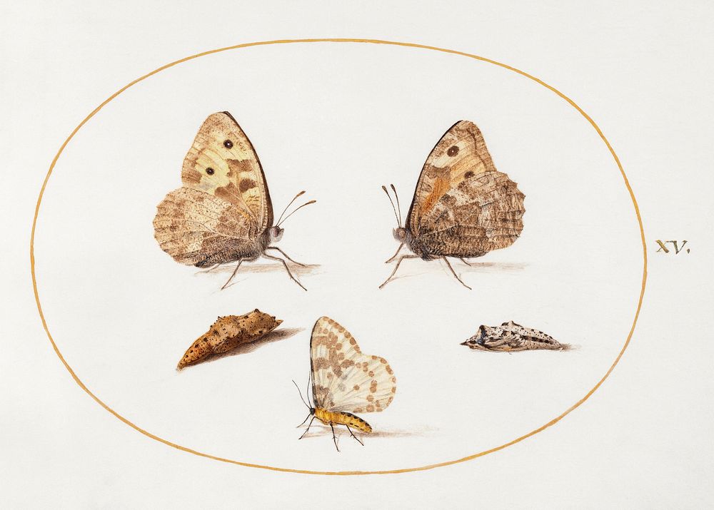 Grayling Butterfly, Magpie Moth, and Two Chrysalides (1575&ndash;1580) painting in high resolution by Joris Hoefnagel.…