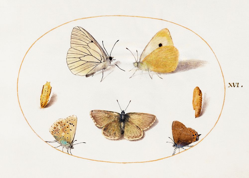 Black-Veined White, Clouded Yellow, Black Hairstreak and Geranium Argus Butterflies with Two Chrysalides (1575&ndash;1580)…