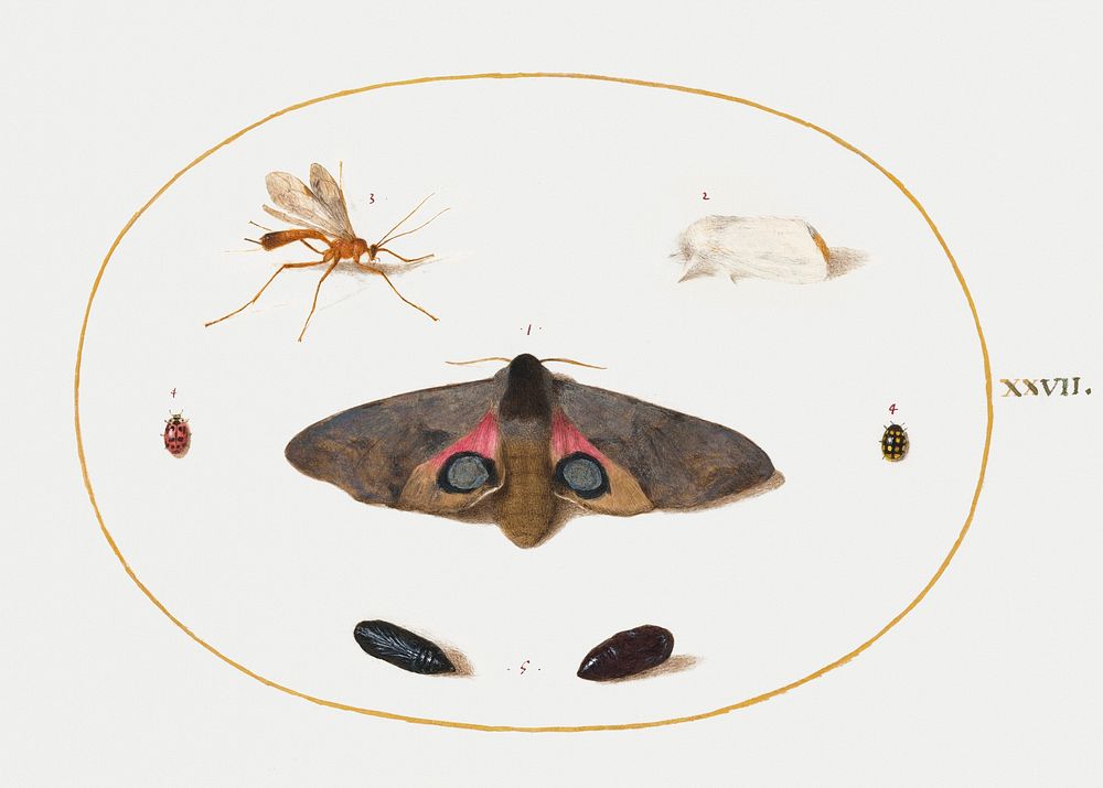 Two Moths, Two Chyrsalides, and Other Insects (1575&ndash;1580) painting in high resolution by Joris Hoefnagel. Original…