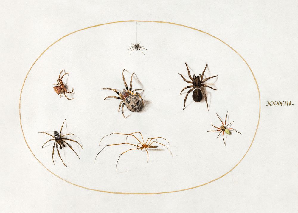 Seven Spiders (1575&ndash;1580) painting in high resolution by Joris Hoefnagel. Original from The National Gallery of Art.…