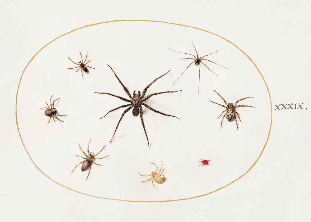 Eight Spiders (1575&ndash;1580) painting in high resolution by Joris Hoefnagel. Original from The National Gallery of Art.…