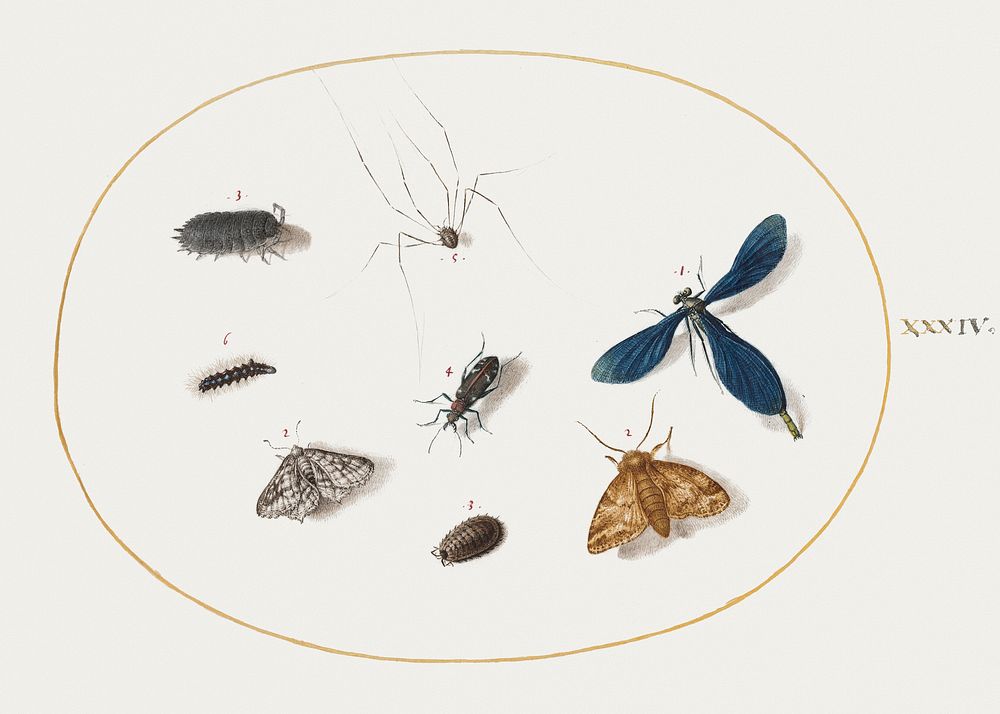 Two Moths with a Spider, a Caterpillar, and Four Other Insects (1575&ndash;1580) painting in high resolution by Joris…