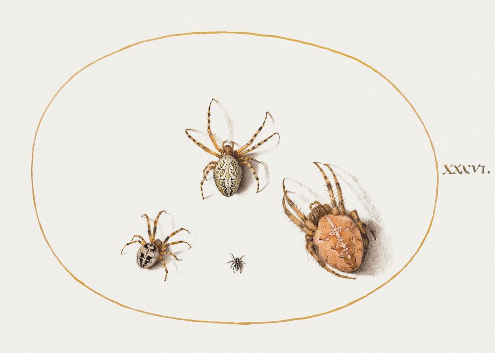Three Large Spiders and One Small Spider (1575&ndash;1580) painting in high resolution by Joris Hoefnagel. Original from The…