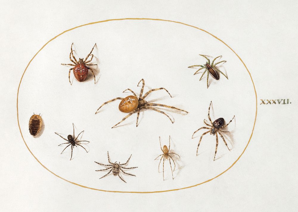 Seven Spiders and an Insect (1575&ndash;1580) painting in high resolution by Joris Hoefnagel. Original from The National…
