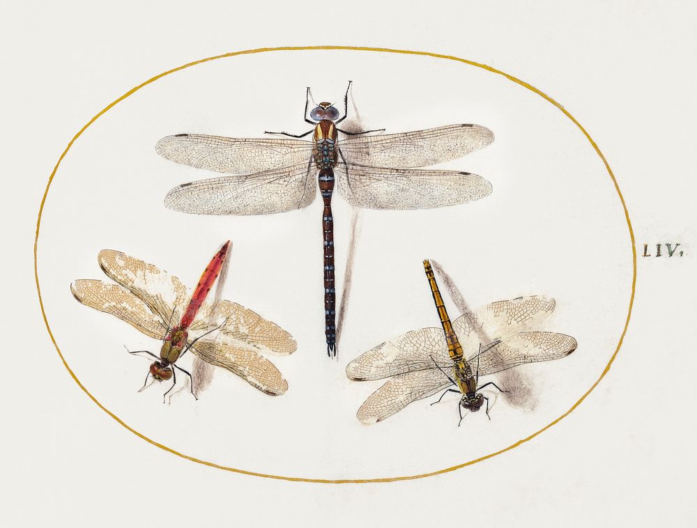 Three Dragonflies (1575&ndash;1580) painting in high resolution by Joris Hoefnagel. Original from The National Gallery of…