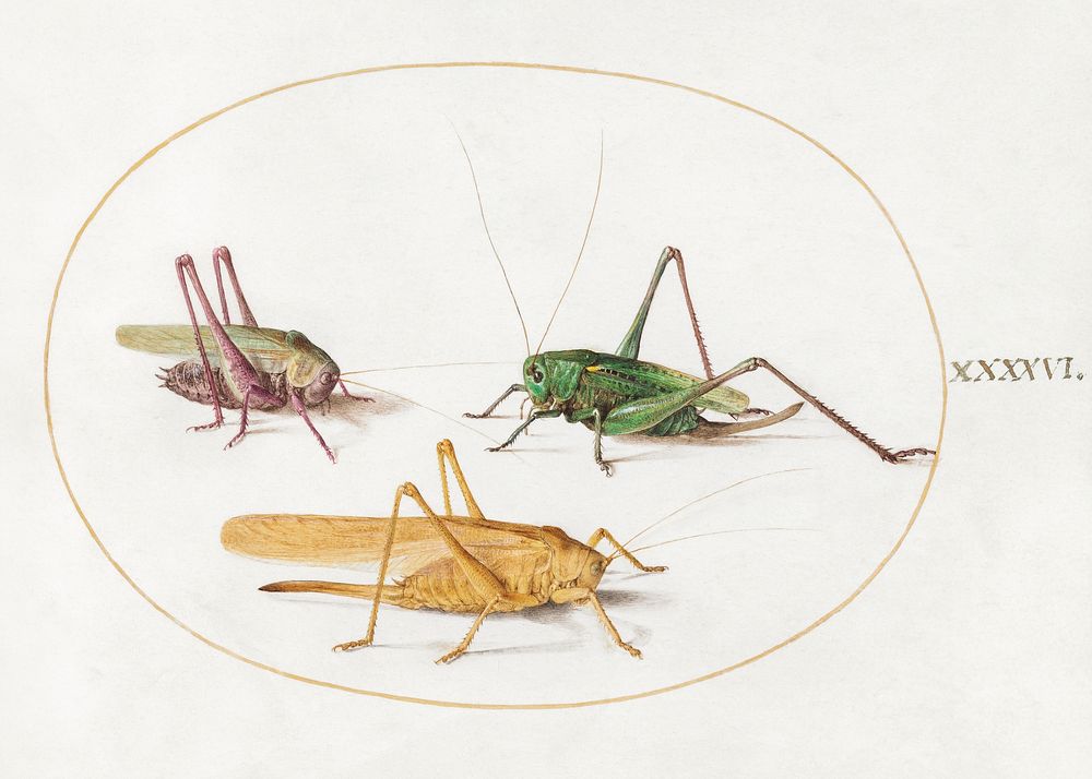 Three Grasshoppers (1575&ndash;1580) painting in high resolution by Joris Hoefnagel. Original from The National Gallery of…