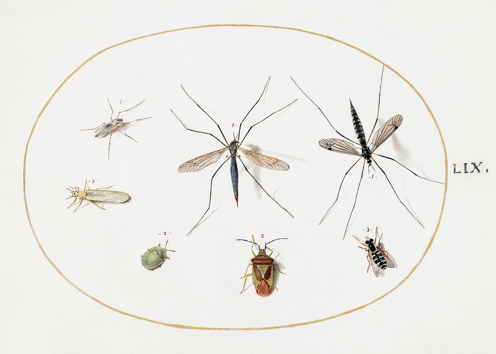 Seven Insects, Including a Hawthorn Shield Bug, Crane Flies, and a Hoverfly (1575&ndash;1580) painting in high resolution by…