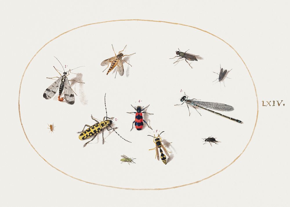 Eleven Insects, Including a Dragonfly and Longhorn Beetle (1575&ndash;1580) painting in high resolution by Joris Hoefnagel.…