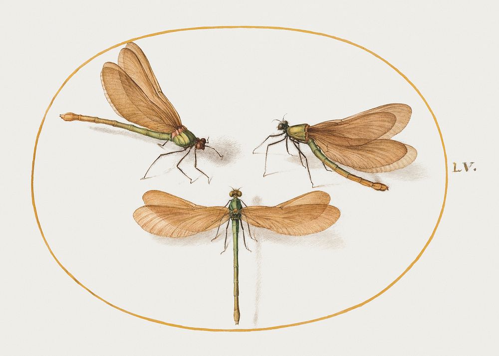 Three Green Dragonflies with Brown Wings (1575&ndash;1580) painting in high resolution by Joris Hoefnagel. Original from The…