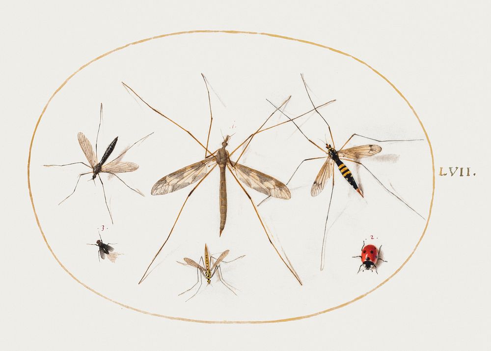 A Ladybug, a Fly, and Four Other Insects (1575&ndash;1580) painting in high resolution by Joris Hoefnagel. Original from The…