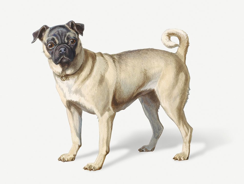 Painting of a small pug dog