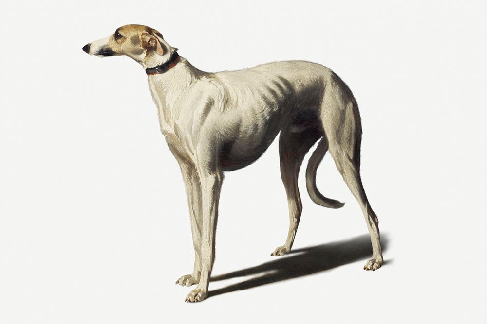 Vintage illustration of a Greyhound