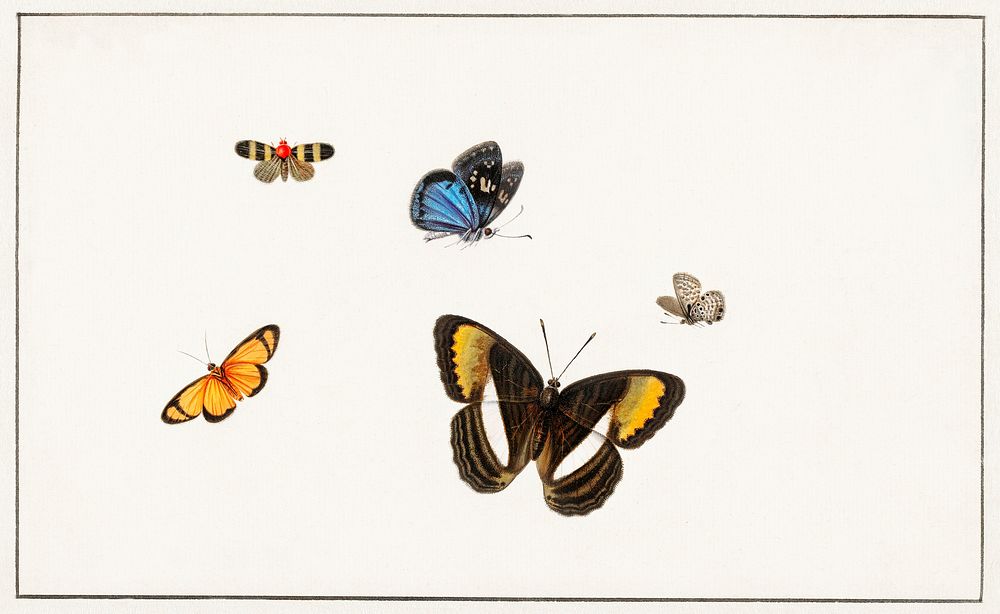 Five butterflies by Herman Henstenburgh (c.1677-c.1726). Original from The Rijksmuseum. Digitally enhanced by rawpixel.
