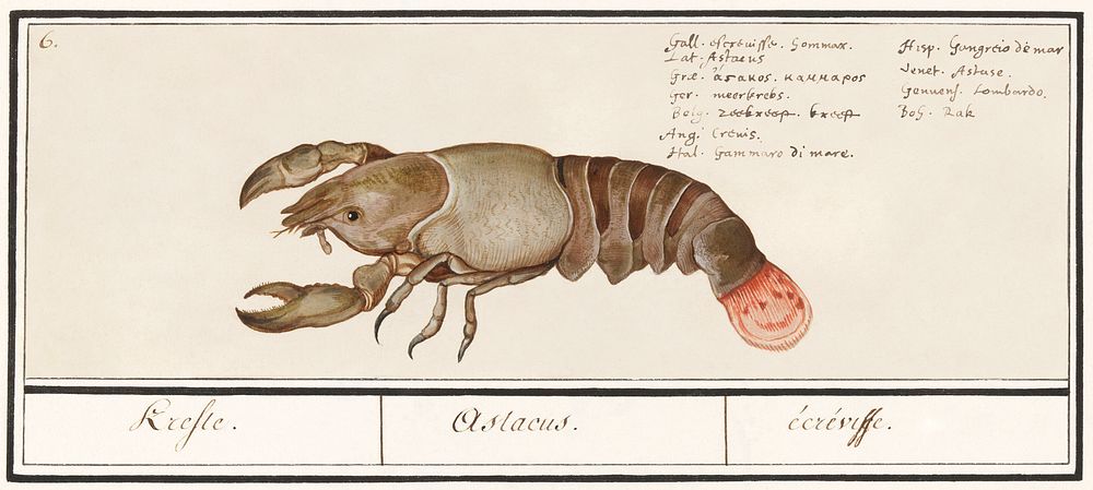 Lobster, Homarus gammarus (1596&ndash;1610) by Anselmus Bo&euml;tius de Boodt. Original from the Rijksmuseum. Digitally…