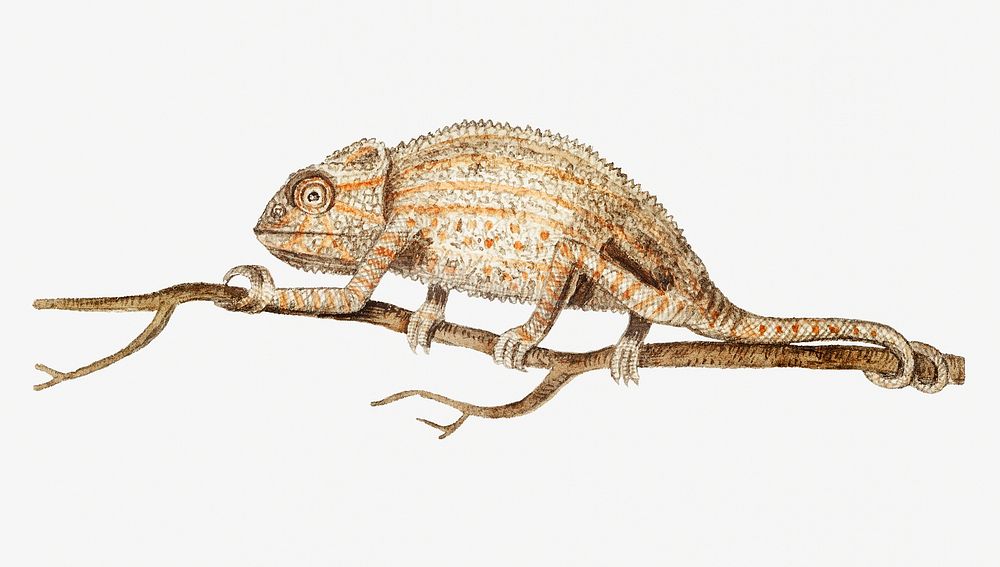 Vintage chameleon on the tree branch illustration