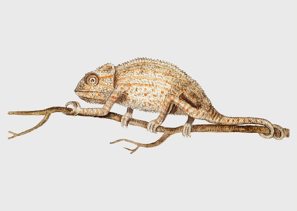 Vintage chameleon on the tree branch illustration vector