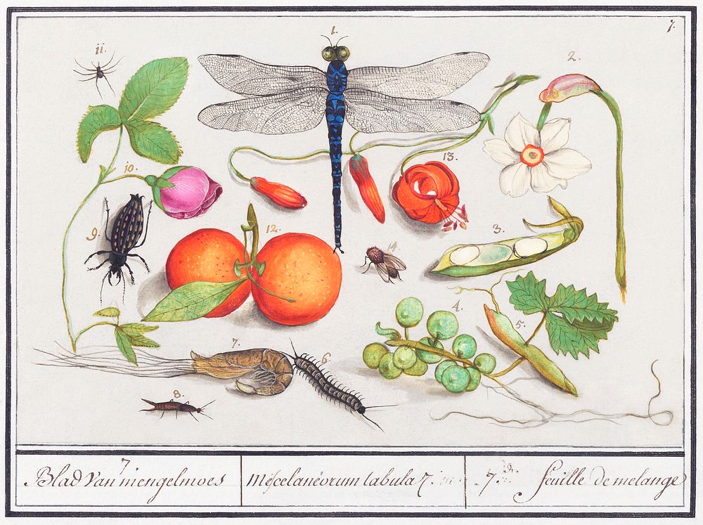Natural History Ensemble, no. 7 (1596&ndash;1610) by Anselmus Bo&euml;tius de Boodt. Original from the Rijksmuseum.…